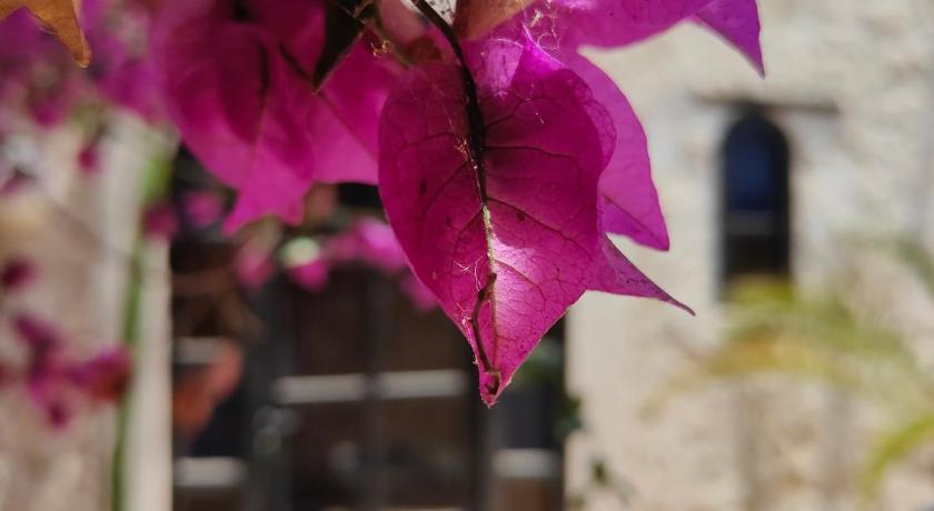 Riad Eucalyptus by Caravanserail, Essaouira