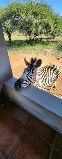 Others 2, Thandolwami Bush Lodge & Spa, Mopani