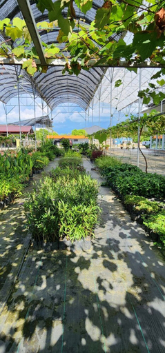 Others 5, Grapevine Garden, Penampang