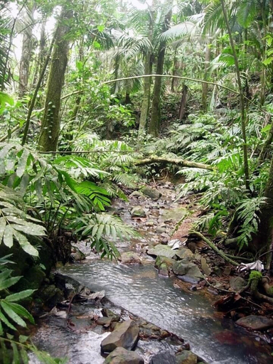 Others 5, Serenity Rainforest Retreat