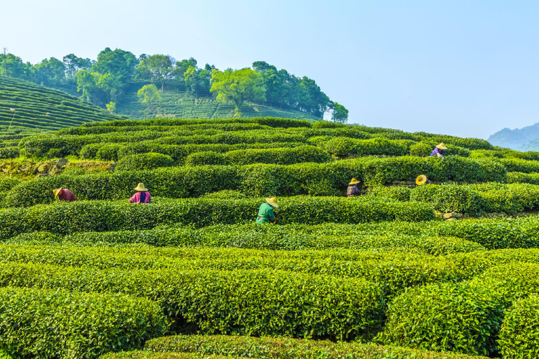 Nearby Landmark 5, Rohcha Inn, Hangzhou