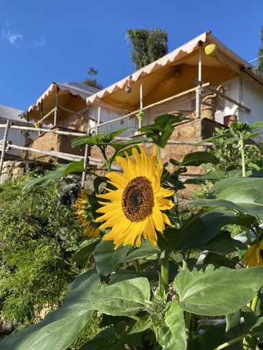 Exterior & Views 2, Ananta Prana Glamping Resort Hotel Mussoorie, Dehradun