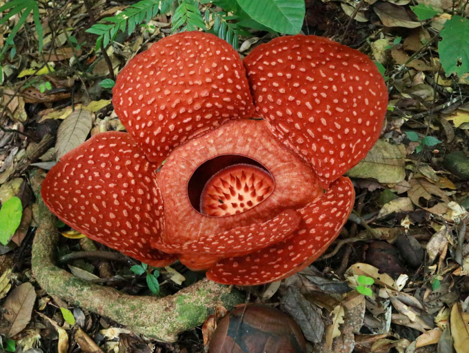 Others 2, Homestay Rafflesia, Bengkayang