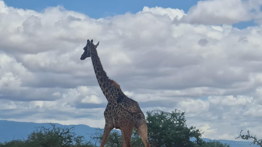 Property grounds 4, Amboseli Amanya Lodge, Kajiado South