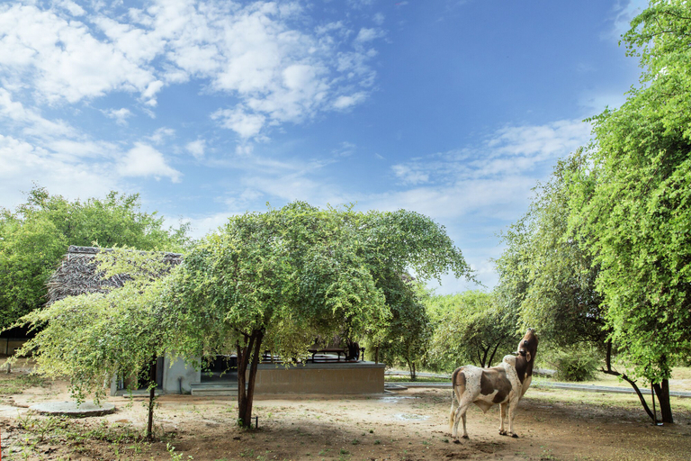 Exterior 2, Yala Wild Hut, Thissamaharama
