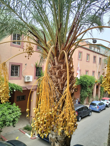 Exterior & Views 2, Riad Green Lotus, Marrakech
