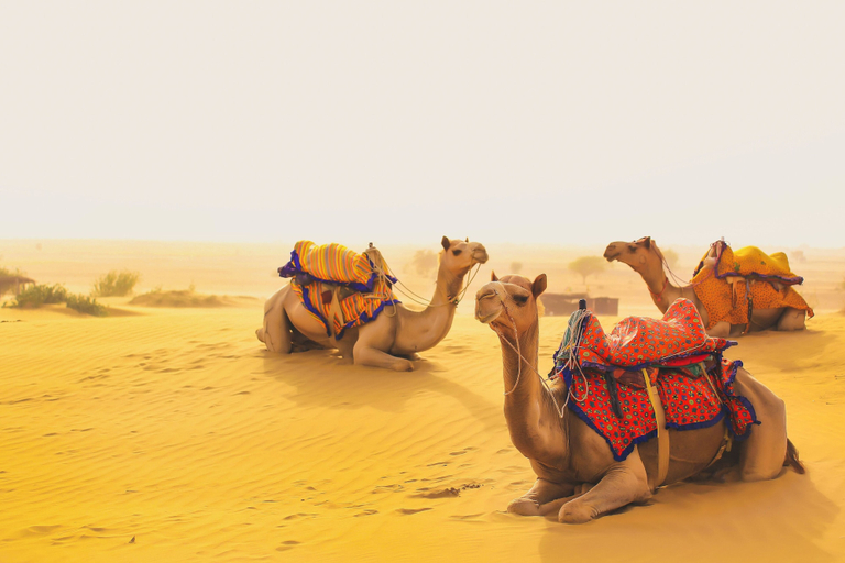 Others 5, Dolatgarh Desert Camp, Jaisalmer