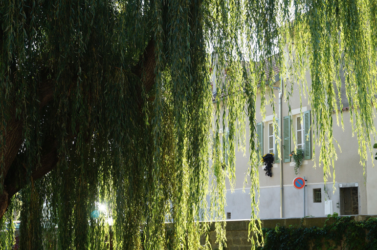 Exterior & Views 2, Une Odeur de Tilleul, Loire