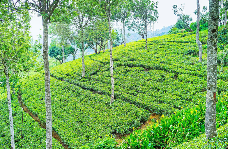 Nearby Landmark 2, Shevyhaws, Nuwara Eliya