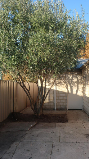 The Roses - 3 bedroom, 2 bathroom home for rent., Gosnells