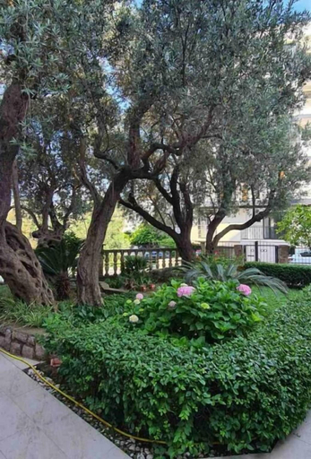 Others 3, Olive Garden Apartments Petrovic
