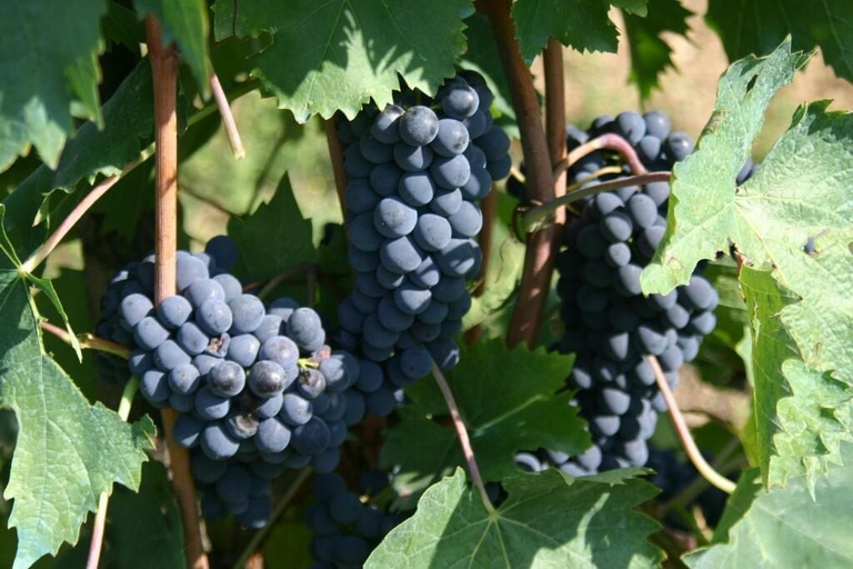Food & Drinks, Agriturismo Podere La Cava, Florence