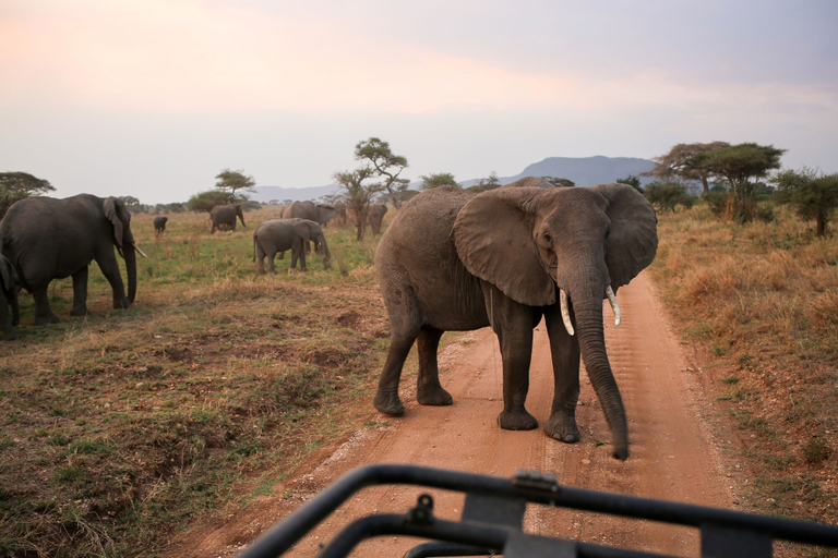 Others 5, Osero Serengeti Luxury Tented Camp, Serengeti
