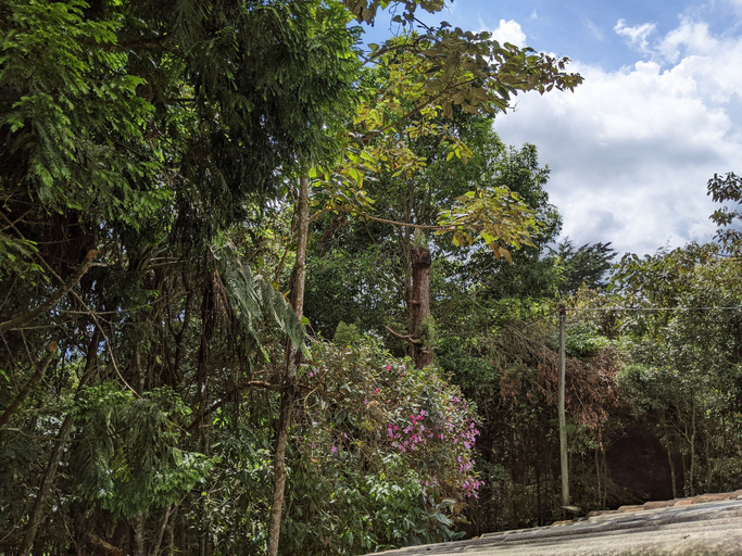 Others 4, Refugio en el Bosque, Rionegro