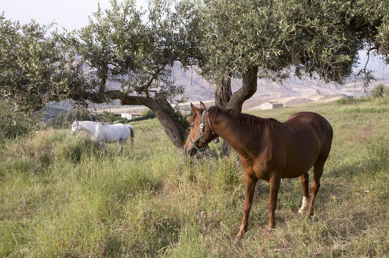 Others 5, Equiturismo San Lorenzo - Villa KAMARA, Agrigento