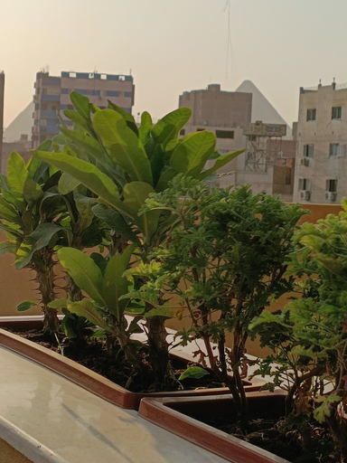 Exterior & Views 2, DISCOVER Pyramids inn, Al-Ahram