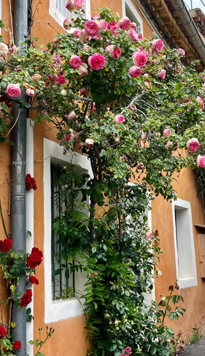 Others 4, Chez Fanny, Vaucluse