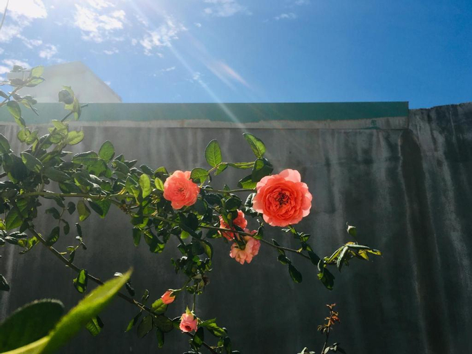 Thanh Nhan homestay Vung Tau, Vũng Tàu