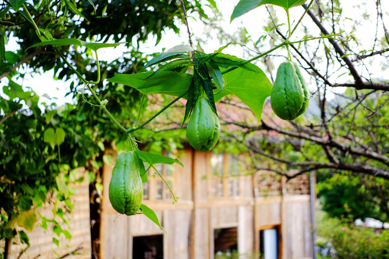 Others 5, Vân Hồ Ecolodge, Mộc Châu