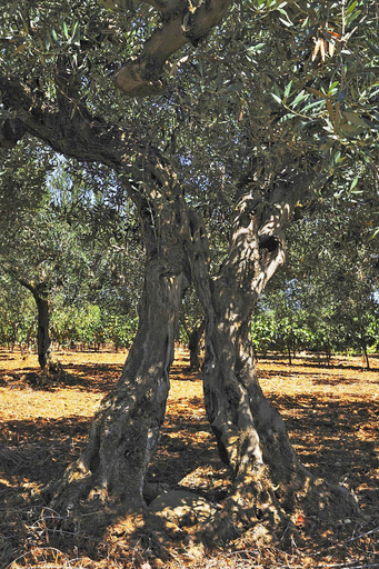 Others 3, Casale Laurus, Trapani