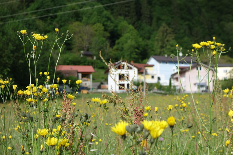 Hisa Lenart, Tolmin