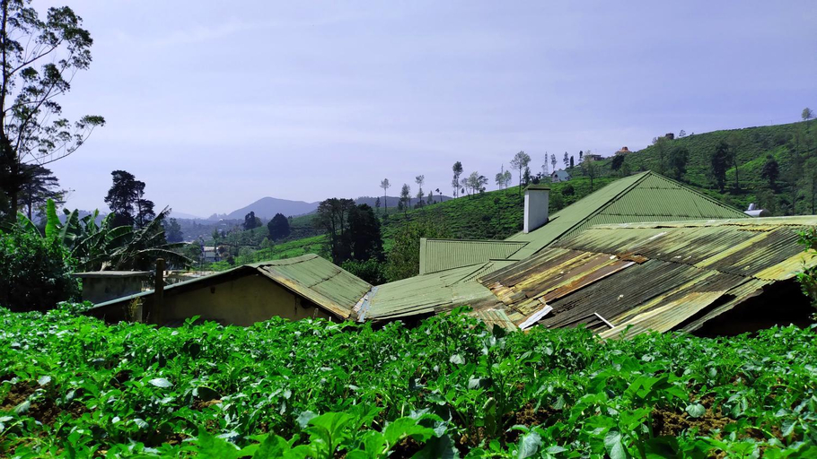 Others 3, Shirin1892, Nuwara Eliya