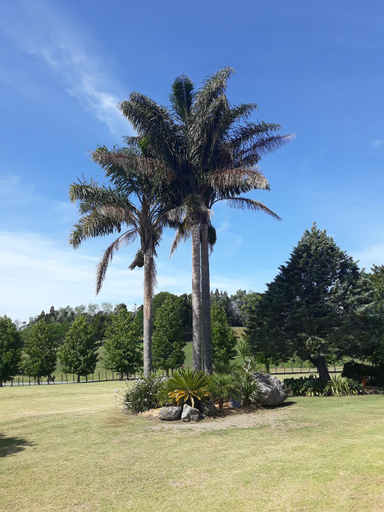 Others 2, Rural Palms, Far North