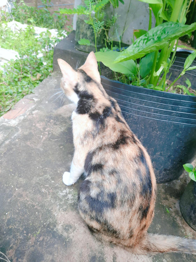 Others 4, Phuc Sinh Homestay, Châu Thành