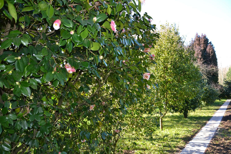 Others 5, Quinta D'Avo Amelia, Albergaria-a-Velha