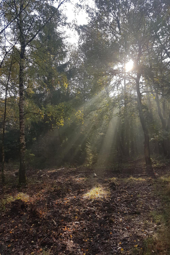 Others 4, B&B De Loenense Bossen, Apeldoorn