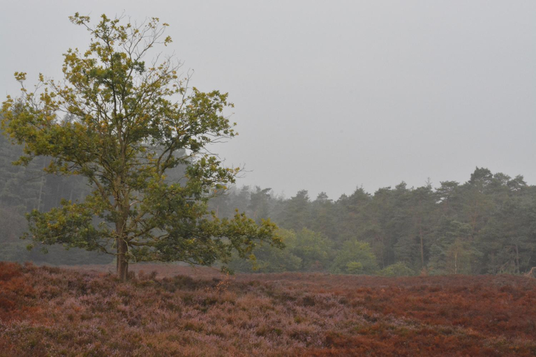 Others 3, B&B De Loenense Bossen, Apeldoorn