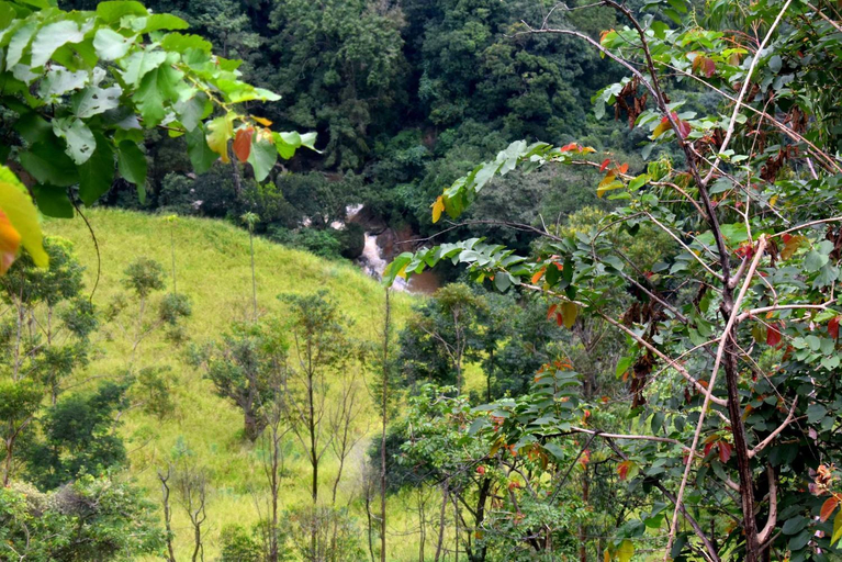 Others 3, Herbage Natural Ella, Ella