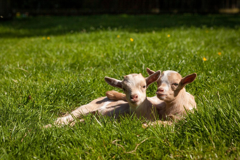 Others 4, Bed & breakfast Hoeve Springendal, Tubbergen