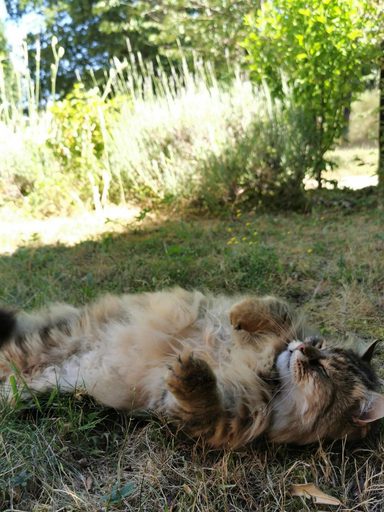 Others 3, Quatre Chats sous un Pin, Maine-et-Loire