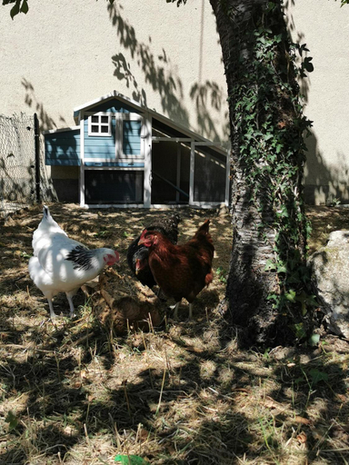 Others 2, Quatre Chats sous un Pin, Maine-et-Loire