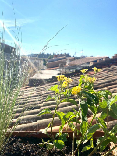 Others 4, Rooftop Face a la Cite 'RFC', Aude