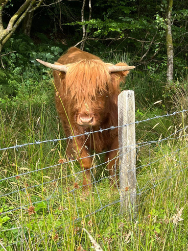 Others 5, Ben Nevis Manor, Highland