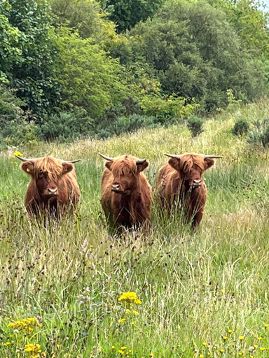 Others 4, Ben Nevis Manor, Highland