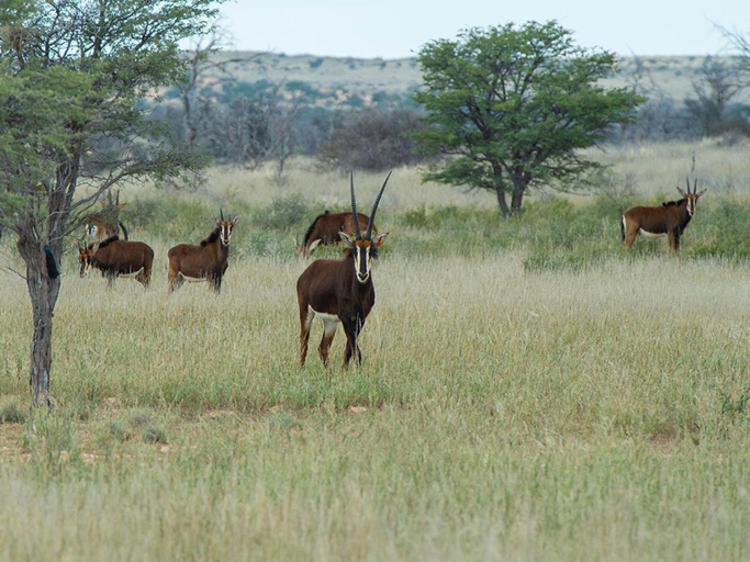 Others 3, Zoutpanputs Game Lodge, Siyanda