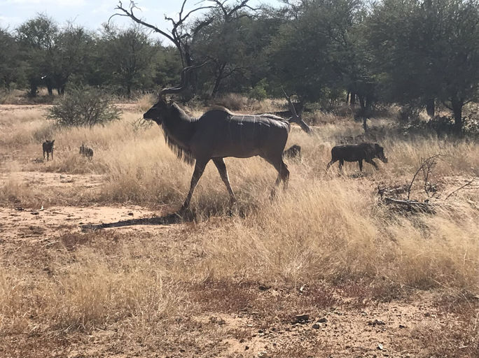Others 3, Leadwood Tree Safari Lodge, Mopani