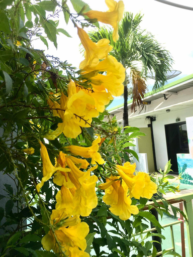 Others 4, Rawai whale Resort, Phuket Island