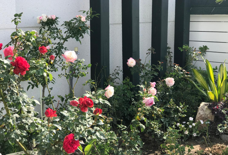 Others 2, 海之風 玫瑰莊園 Sea&Wind Rose Manor, Kinmen
