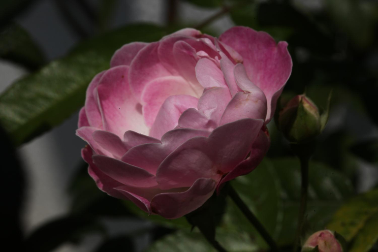 Others 4, 海之風 玫瑰莊園 Sea&Wind Rose Manor, Kinmen