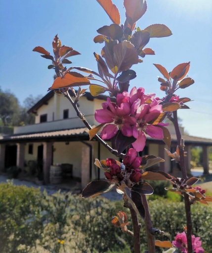 Others 4, Casale Terre Rosse Garden, Grosseto