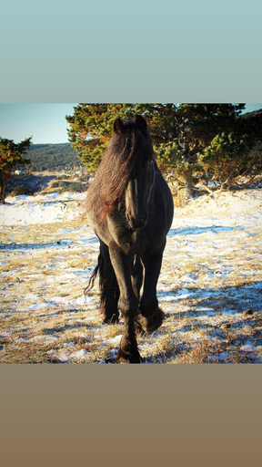 Others 2, Gite Ranch Le Serpolet, Pyrénées-Orientales