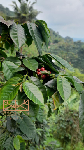 Others 2, Glamping Casa Viva, Pereira