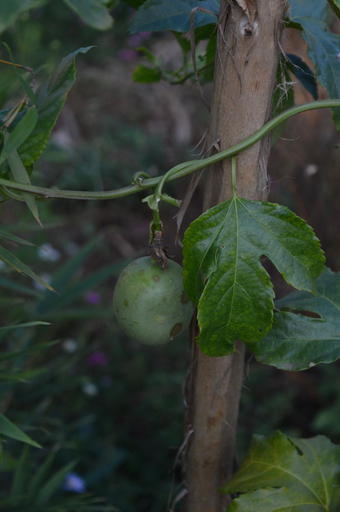 Others 2, Rutete Eco Lodge, Kayonza