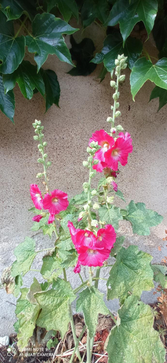 Others 5, Le Relais des Fontaines, Indre-et-Loire