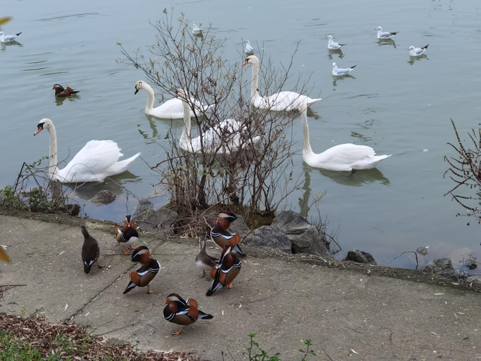 Others 4, LES PINGOUINS DE LA MARNE, Val-de-Marne
