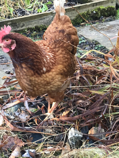 Others 5, Nant Gloyw B&B Oswestry, Shropshire